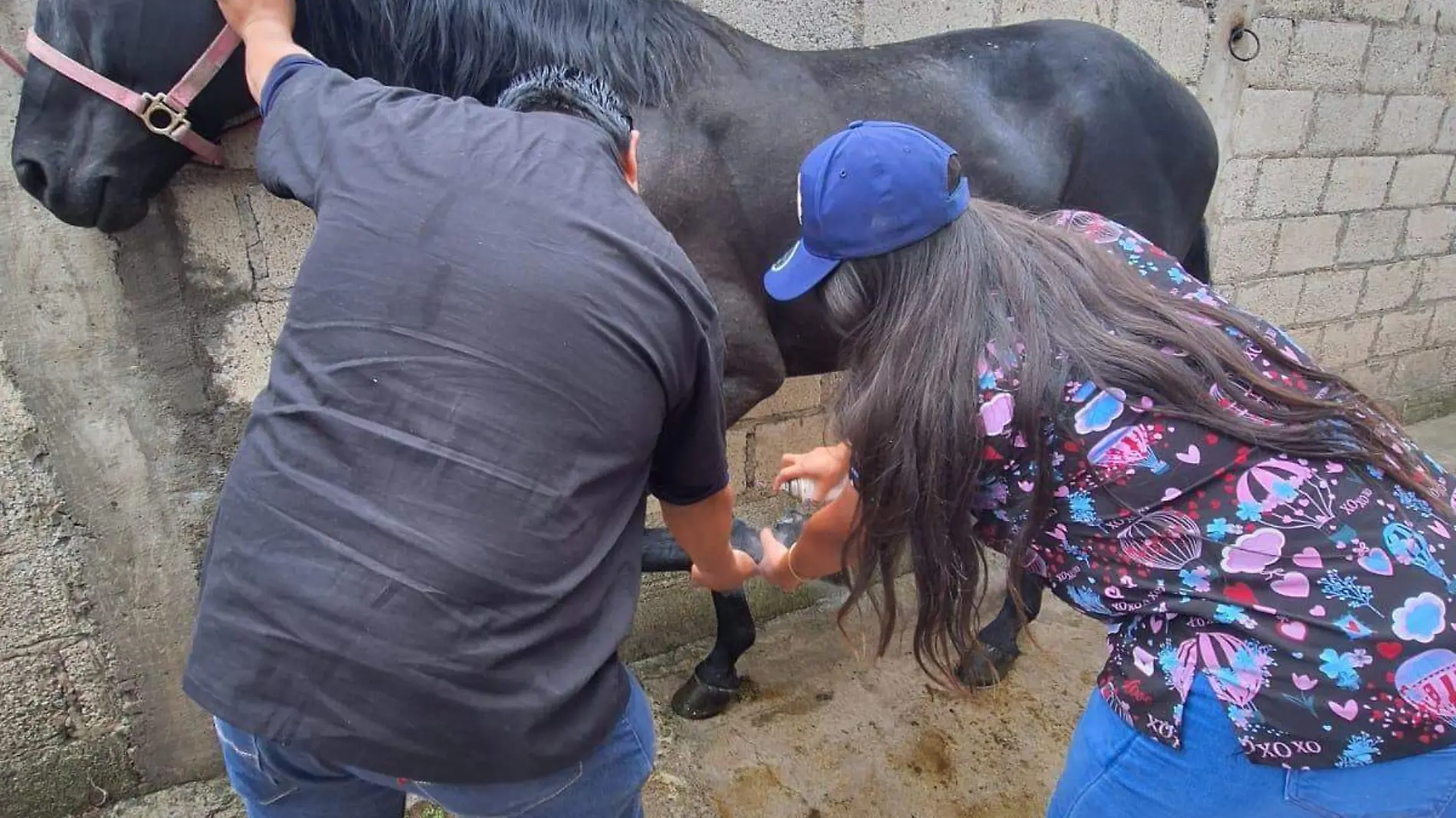 caballo lesionado en desfile de Chiautempan (1)